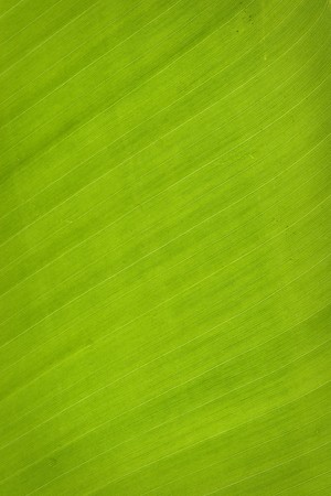 line of leaves banana treeの写真素材
