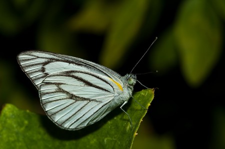 Beautiful butterfly on a green leave の写真素材