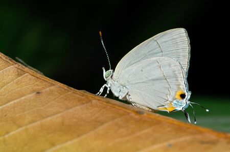 Beautiful butterfly on a brown leave の写真素材