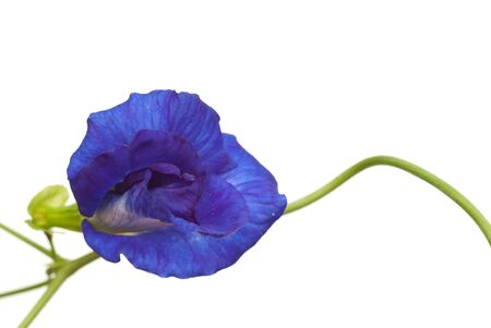 indigo flower on white backgroundの写真素材