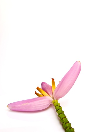 Pink banana flower on white backgroundの写真素材