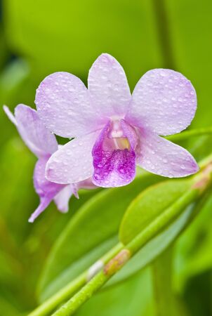 close up  violate orchid with dewの写真素材