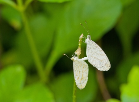 butterfly breeding close up on green backgroundの写真素材