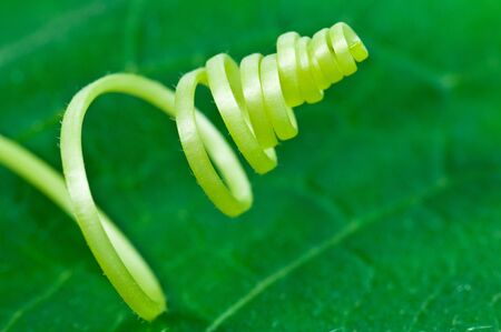 abstract plant whirl close upの写真素材
