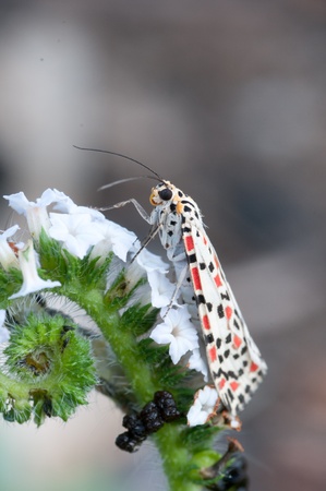 moth  on white flower close up