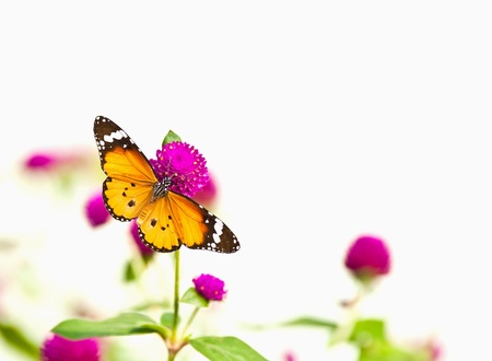 Beautiful Butterfly on white backgroundの写真素材