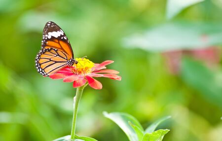 Beautiful Butterfly on colorful flowerの写真素材