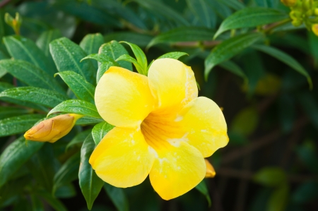 yellow flower in the gardenの写真素材