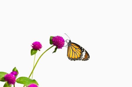 Monarch Butterfly on white background