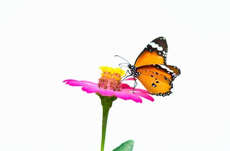 Beautiful Butterfly on white backgroundの写真素材