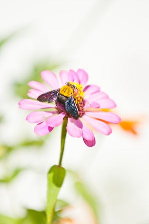 bumblebee on flower close upの写真素材