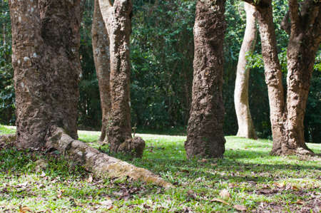 trunk close up on nature background