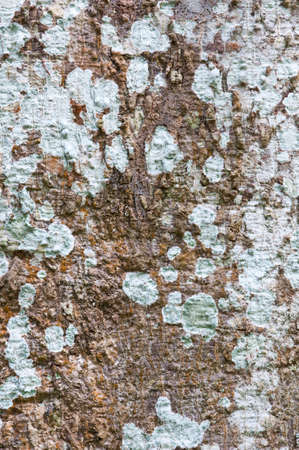 abstract background tree bark texture