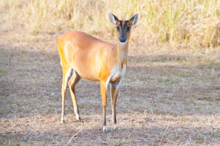barking deer in a field of grassの写真素材