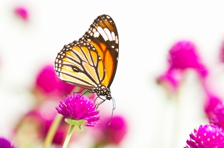 common tiger butterfly close upの写真素材