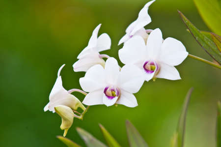 white orchid on nature backgroundの写真素材