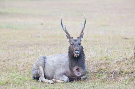 wounded deer in a field of grassの写真素材