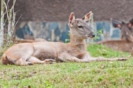 sleeping young deer close upの写真素材