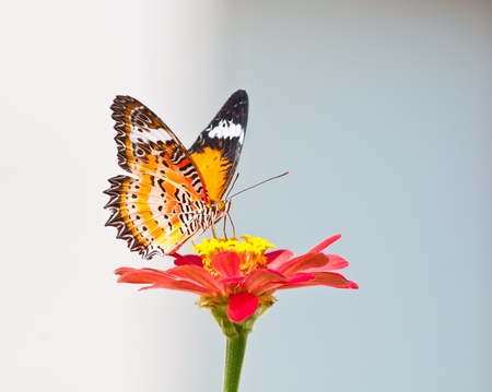 leopard lacewing butterfly close upの写真素材