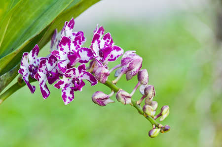 purple orchid on nature backgroundの写真素材