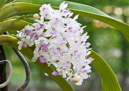 purple and white orchid on nature backgroundの写真素材