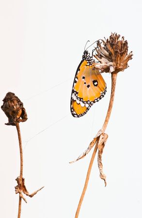 plain tiger butterfly close upの写真素材