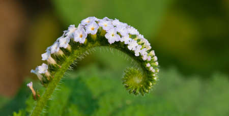 white flower close up on green backgroundの写真素材