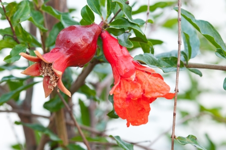 Garnet red flowers on a pomegranate treeの写真素材