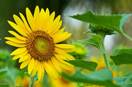 Beautiful sunflowers on the fieldの写真素材