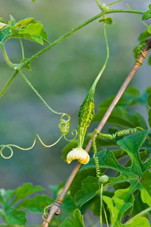 young bitter melon close upの写真素材