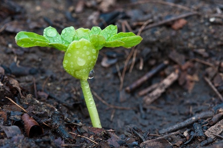 young plant growing close upの写真素材