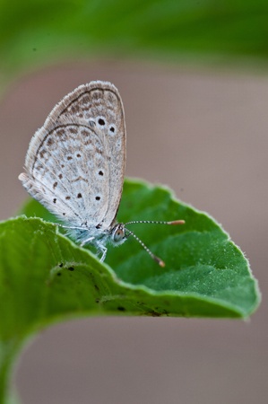 Pale Grass Blue butterfly , bangkok,thailandの写真素材