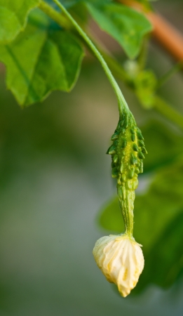 young bitter melon close upの写真素材