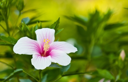 pink  Hibiscus flowers close upの写真素材