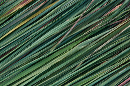 abstract background of green leaves
