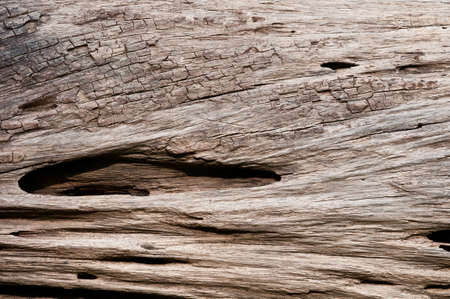 abstract background tree bark textureの写真素材