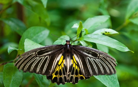 Golden Birdwing butterfly on green leavesの写真素材