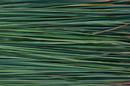 abstract background of green leavesの写真素材