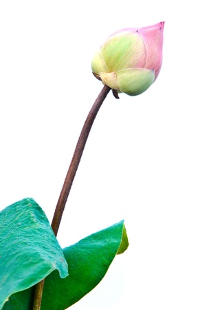 pink lotus on white backgroundの写真素材