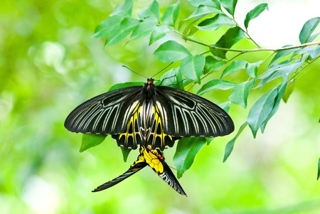 Golden Birdwing butterfly on green leavesの写真素材