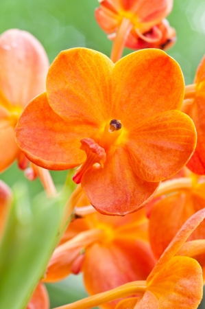 orange  orchid on green backgroundの写真素材