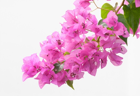 plink bougainvillea on whhite backgroundの写真素材