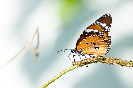 plain tiger butterfly close upの写真素材