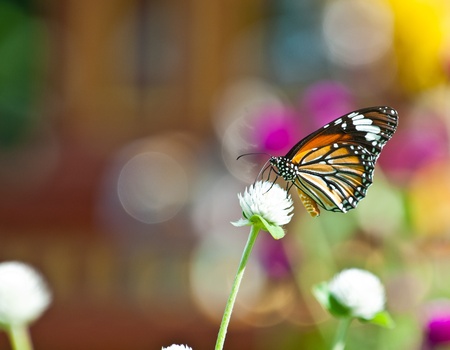 common tiger butterfly close up