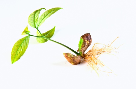 seedling with roots on an isolated white backgroundの写真素材