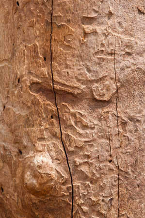 abstract background tree bark texture