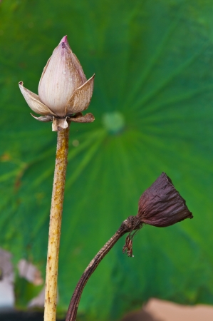 dry lotus flower close upの写真素材