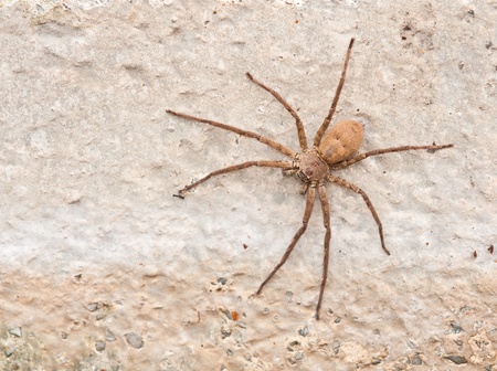 Brown spider on cement wall