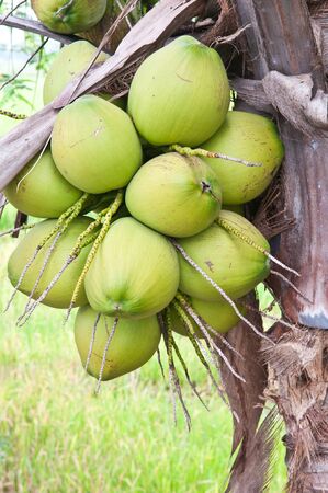 group of young coconut on the treeの写真素材
