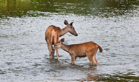 Mother and baby deer in the river.の写真素材